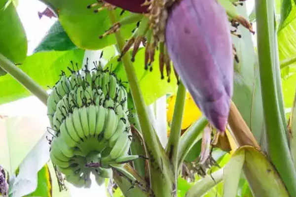 வியாழக்கிழமைகளில் வாழைமரத்தை இப்படி வழிப்பட வேண்டுமாம் | Banana Tree Worshiped Like This On Thursdays