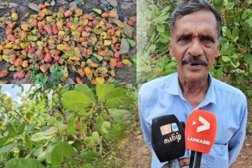 அதிகரித்த வெப்பத்தால் மரமுந்திரிகை செய்கை பாதிப்பு :உற்பத்தியாளர்கள் கவலை