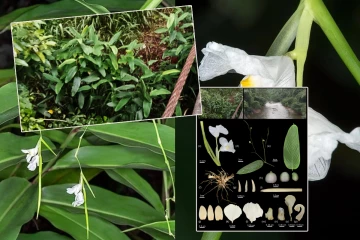 170 ஆண்டுகளாக காணப்படாமல் இருந்த அரிய தாவரம் இலங்கையில் பதிவு