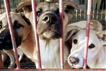 பட்டினி போட்டு ஆயிரம் நாய்கள் கொடூர கொலை; வெளியான அதிர்ச்சித் தகவல்!