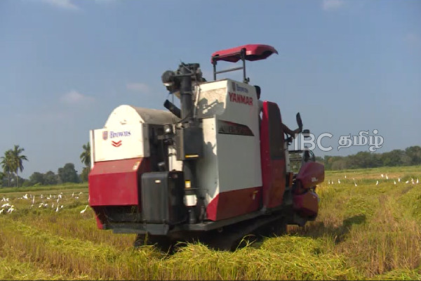 கிளிநொச்சியில் இப்படியும் விஷமிகள் : பத்து ஏக்கர் நெல் திருட்டுத்தனமாக அறுவடை | Paddy Harvested Illegally In Kilinochchi