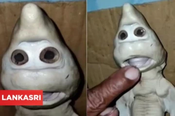 மனித முகம் கொண்ட வெள்ளை சுறா! அதிர்ஷ்டம் என வீட்டில் வைத்துக்கொண்ட மீனவர்...