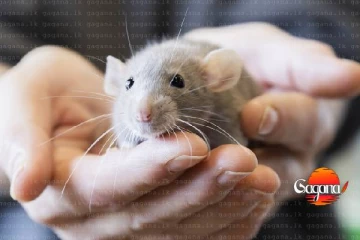 මේ රෝග ව්‍යාප්ත වෙනවලු පරිස්සමෙන්