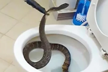 பொதுக் கழிப்றைக்கு வந்த விஷப்பாம்பு; இணையத்தில் வைரல்