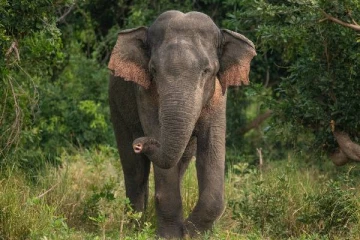 கிண்ணியாவில் உள்ள கிராமங்களுக்குள் புகுந்து காட்டு யானைகள் அட்டூழியம்!