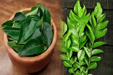 எல்லாவகையான கறிகளுக்கும் ஏன் கறிவேப்பிலை பயன்படுத்துறாங்க தெரியுமா?