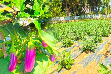 நீரை மீதப்படுத்தும் மாதிரி மரக்கறிச் செய்கை வெற்றி