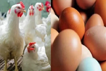 கோழி இறைச்சி மற்றும் முட்டை விலைகளை குறைக்க நடவடிக்கை