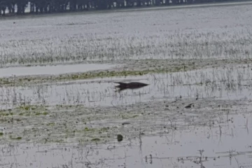 நிரம்பி வழியும் குளங்கள் : வீதியை ஊடறுக்கும் வெள்ளம் (VIDEO)