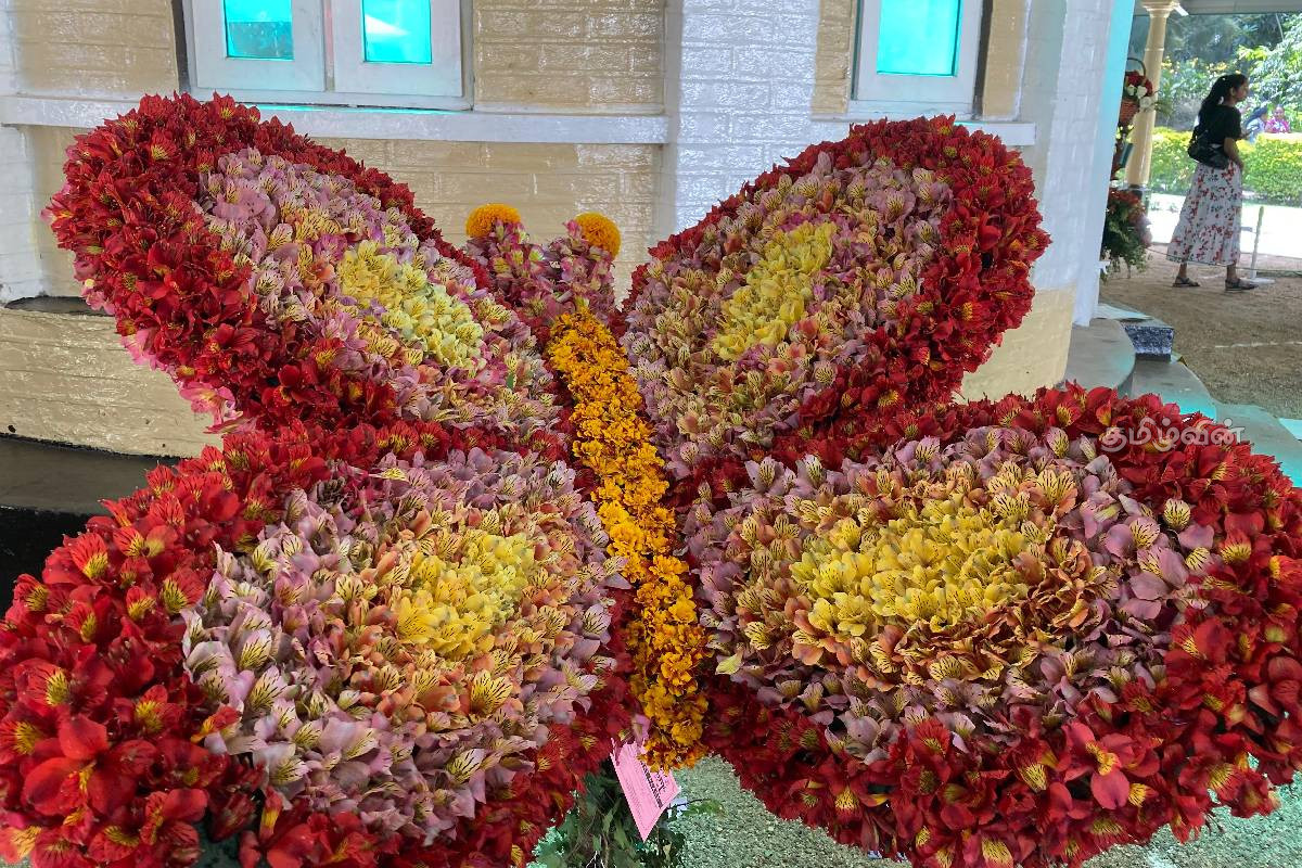 நுவரெலியாவில் கண்கவரும் மலர் கண்காட்சி ஆரம்பம் - கண்டு ரசிக்கும் சுற்றுலா பயணிகள் | Flower Exhibition Begins In Nuwara Eliya