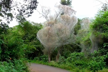 கொடைக்கானல் மக்களை கவர்ந்த அந்துப்பூச்சிக்களின் பிரம்மாண்ட கூடு...!