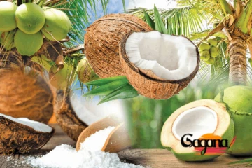 පොල් මිල ගැන ඇහෙන සතුටුදායක ආරංචිය