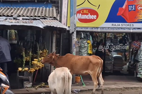 களுவாஞ்சிகுடி நகர் பகுதியில் அதிகரித்துள்ள கட்டாக்காலி மாடுகளின் நடமாட்டம் | Movement Stray Cattle Increased