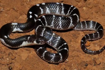 பெற்ற தந்தைக்கு இந்த நிலையா ; பாம்பை விட்டுகடிக்க வைத்த மகன்கள், காரணத்தால் அதிர்ச்சி