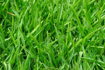 කෘෂිබෝගයක් ලෙසින් තණකොළ නම් කරලා.