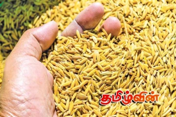 நெல்லுக்கான விலை அதிகரிப்பு: அரிசி விலையில் தொடர்பில் வெளியான தகவல்