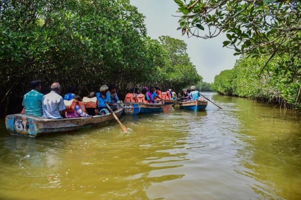 mangrove forests