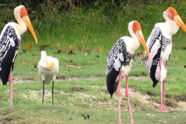 யாழ். தீவக கடற்கரைகளை அலங்கரிக்கும் பறவைகள் (Photos) | Birds That Add To Beauty Of The Jaffa Coast