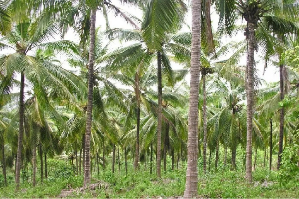 அழிக்கப்படவுள்ள 5000 தென்னை மரங்கள் : அதிகாரிகளுக்கு பறந்த உத்தரவு | 5 000 Coconut Trees Affected By Renda Makuna அழிக்கப்படவுள்ள 5000 தென்னை மரங்கள் : அதிகாரிகளுக்கு பறந்த உத்தரவு | 5 000 Coconut Trees Affected By Renda Makuna