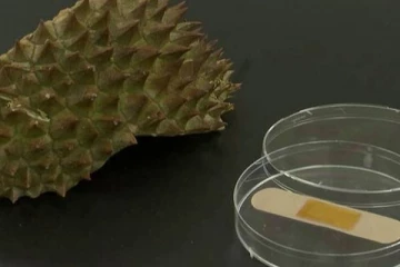 துரியன் பழத்தோலில் இருந்து தயாராகும் ஆன்டி பாக்டீரியல் பாண்டேஜ்