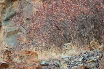 optical illusion: அடர்ந்த காட்டில் மறைந்திருக்கும் சிறுத்தை எங்கு உள்ளது?