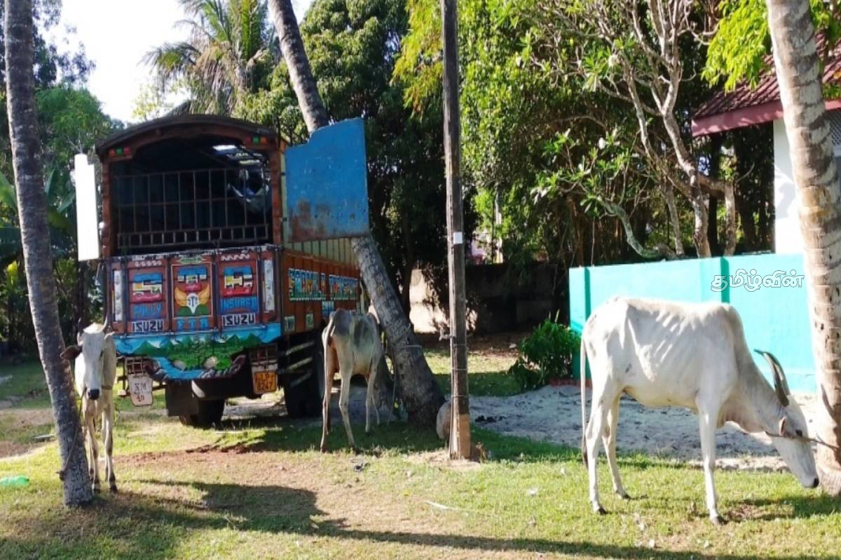 24 மாடுகளுடன் மீட்கப்பட்ட கனரக வாகனம்: பிணையில் செல்ல நீதிமன்ற உத்தரவு | Court Order To Go On Bail