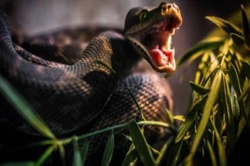 பாம்புக் கடியால் உயிரிழப்பு வீதம் அதிகம் உள்ள நாடு.. உலகிலேயே முதலிடம்