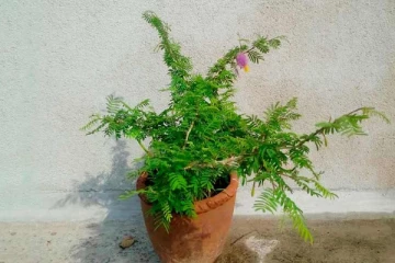 செல்வ செழிப்புடன் வாழ ஷமி மரத்தை எப்படி வளர்க்க வேண்டும்?