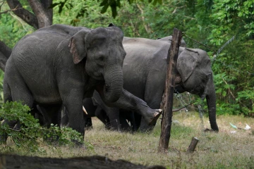 கொக்குத்தொடுவாயில் காட்டு யானைகள் அட்டகாசம்; பிரதேச மக்கள் கவலை