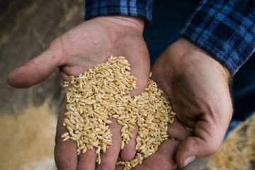 எகிப்துக்கான கோதுமை விநியோகத்தை 4,100 கோடிக்கு கைப்பற்றிய இரு நிறுவனங்கள்