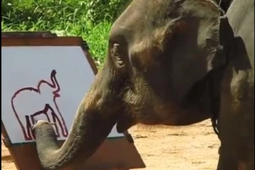 தன்னையே தத்ரூபமாக வரைந்து அசத்தும் யானை: நம்பமுடியாத அரிய காட்சி