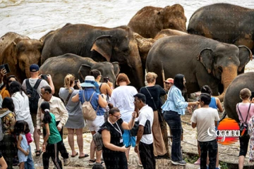 ලංකාවට මේ වෙද්දි සුබම සුබයි - දැනටම ලක්ෂ 3 පැනලා