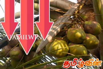 தேங்காய் உற்பத்தி வீழ்ச்சி : தாக்கம் செலுத்தும் காரணிகள்