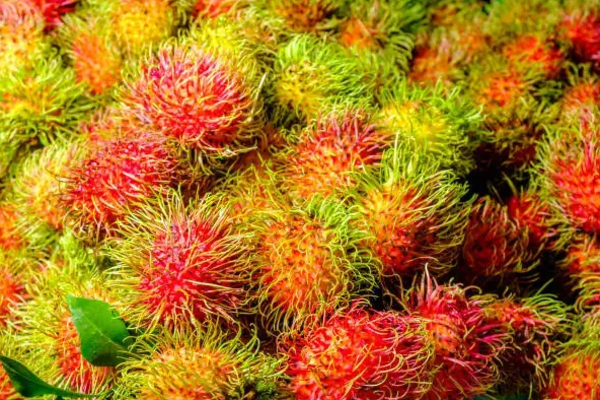 ரம்புட்டானால் பலியாகும் உயிர்கள் : விடுக்கப்பட்ட எச்சரிக்கை | Rambutan Tree Related Accidents On The Rise