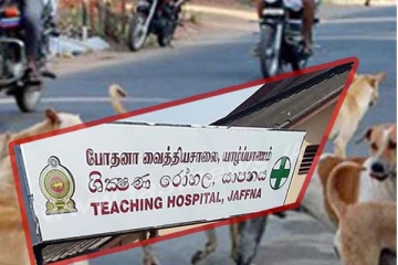 யாழில் நாயுடன் மோதியதில் இளைஞனுக்கு நேர்ந்த கதி