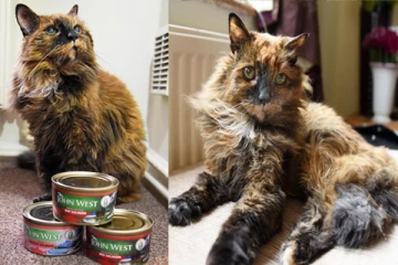 இங்கிலாந்தைச் சேர்ந்த உலகின் மிக வயதான பூனை உயிரிழப்பு