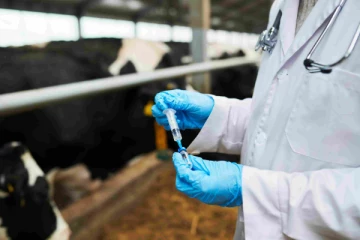 வடக்கு மாகாண கால்நடைகள் தொடர்பில் முக்கிய அறிவிப்பு