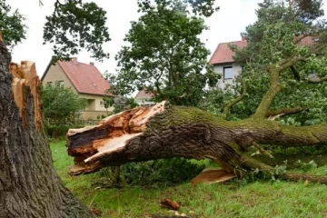 மத்திய மாகாணத்தில் உள்ள ஆபத்தான மரங்கள் தொடர்பில் வழங்கப்பட்டுள்ள அறிவுறுத்தல்