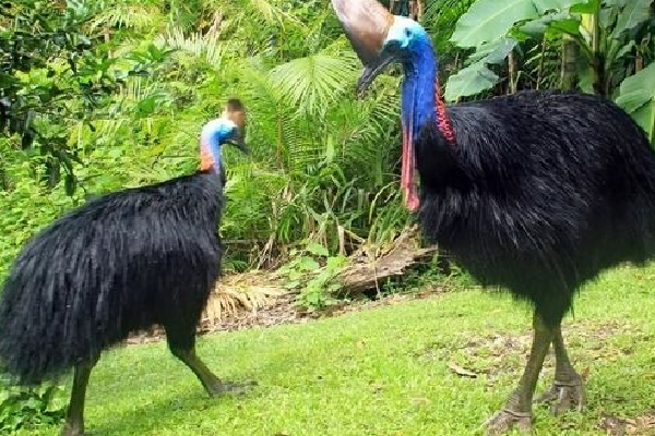 உலகின் மிக ஆபத்தான பறவையினம் இலங்கைக்கு | Double Wattled Cassowary