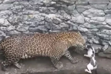 சிறுத்தைக்கு எதிராக நெஞ்சை நிமிர்த்தி நிற்கும் பூனை! இணையத்தை கலக்கும் வைரல் வீடியோ