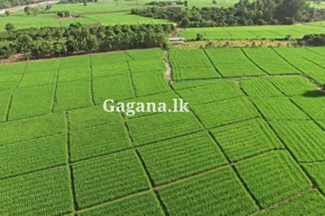 කුඹුරු ගැනත් අලුත්ම වැඩක් - ජියෝ ගොවියා යෙදවුමත් භාවිතා කරයි..