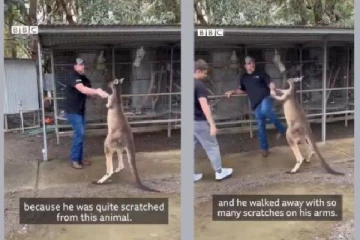 அவுஸ்திரேலியாவில் கங்காருவுடன் சண்டையிட்ட சுற்றுலா பயணி: வனவிலங்கு ஆர்வலர்கள் கண்டனம்