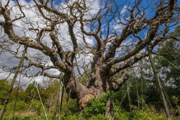 රොබින් හුඩ්ට හැංගෙන්න උදව් කරපු ෂර්වුඩ් කැලේ ඕක් ගස මියයයි - වසර 1,200 ක් පැරණි ලෝක ප්‍රසිද්ධ ගස