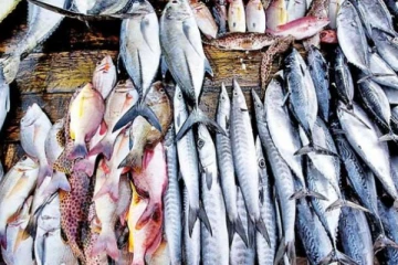 ඉන්ධන මිල අඩුවීමත් සමඟ මාළු මිලත් අඩු කරයි...