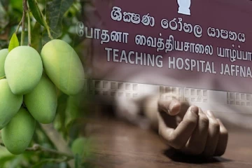 யாழில் மாங்காய் பறிக்க சென்றவருக்கு நேர்ந்த கதி