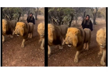 சிங்கங்களுடன் கம்பீரமாக நடந்து செல்லும் பெண் - வைரலாகும் மாஸ் வீடியோ...!