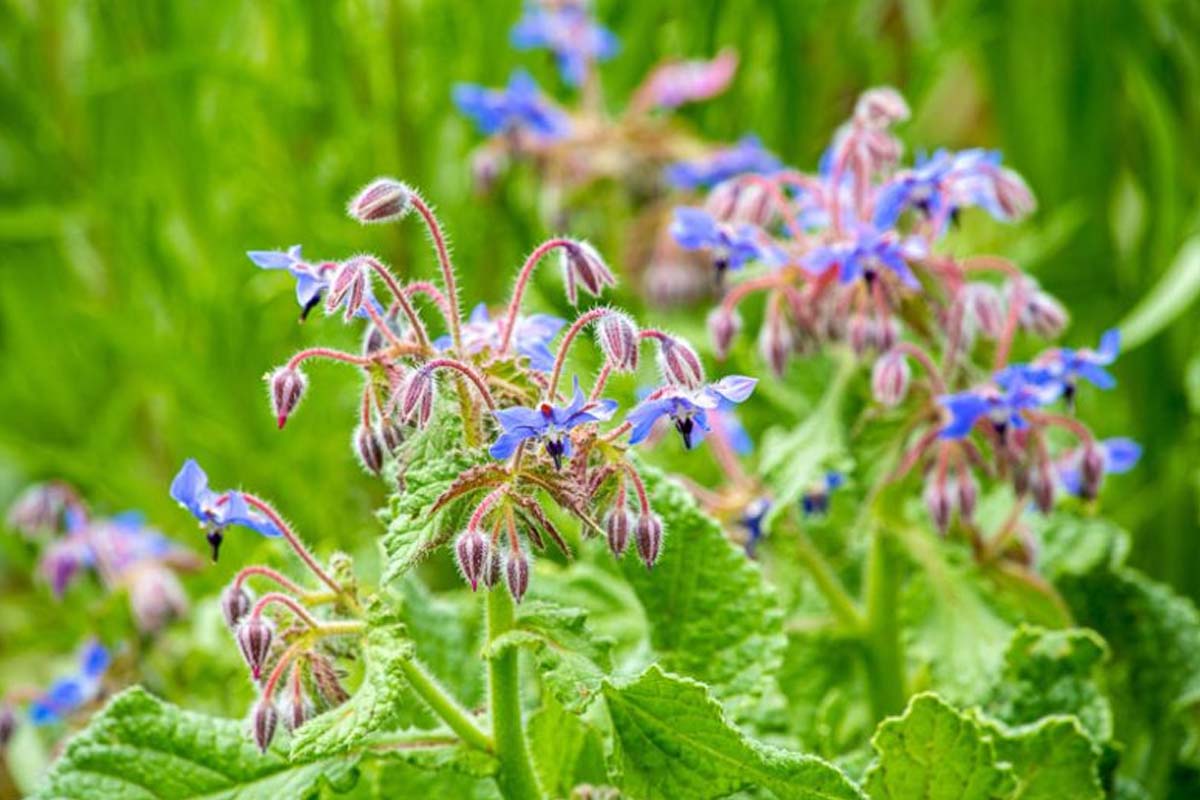 சாப்பிடக்கூடிய 8 பூக்கள்: உங்கள் உணவுக்கு கலர்ஃபுல் ட்விஸ்ட் கொடுங்க! | Do You Know Edible Flowers And Cooking Benefits