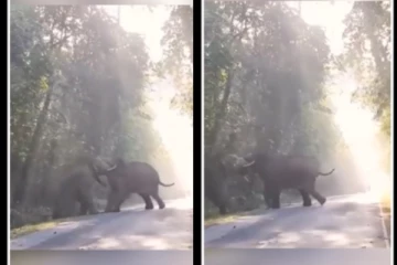 கும்கி படம்போல் பயங்கர ஆக்ரோஷமாக சண்டையிட்ட யானைகள் - அதிர்ச்சி வீடியோ!