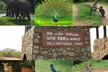 யால சரணாலயத்தில் விசேட தேடுதல் நடவடிக்கை