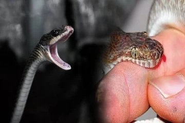 பாம்பு கடித்தவுடன் இதை மட்டும் செய்திடாதீங்க: ஆபத்து உறுதி